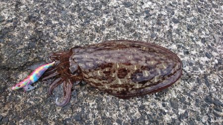 足元でモンゴウ